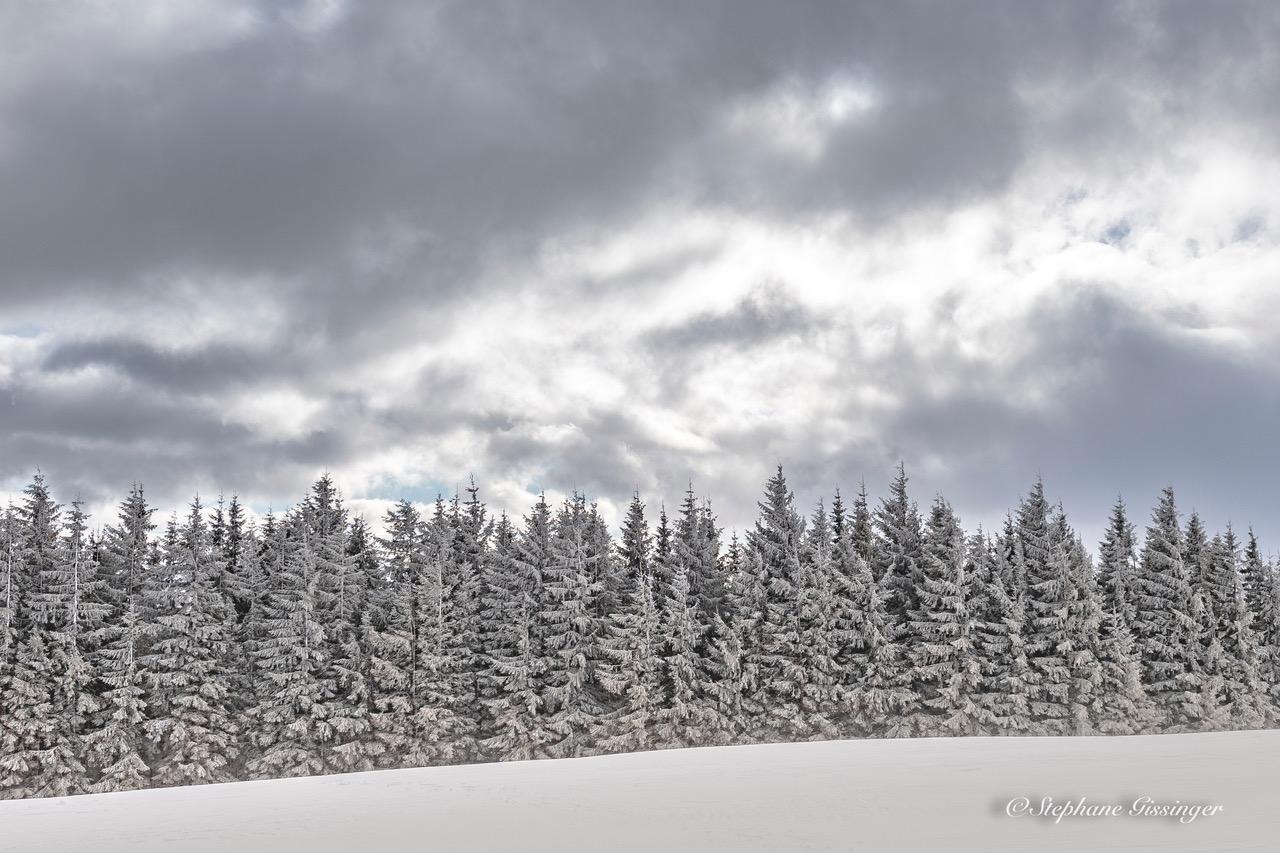 2019 02 11 vosges sapins enneige s 2