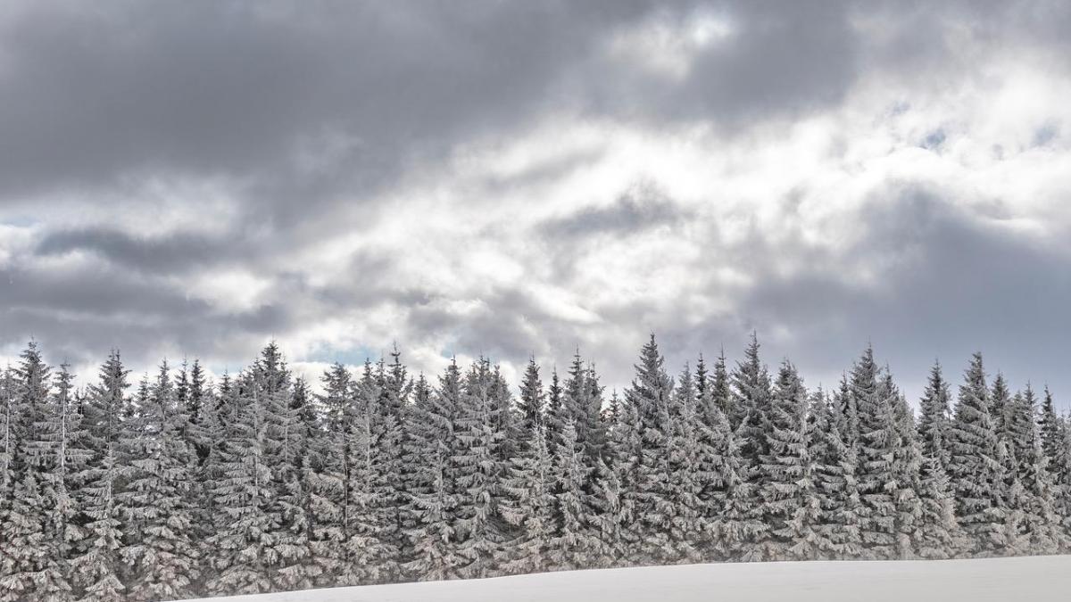 2019 02 11 vosges sapins enneige s 2