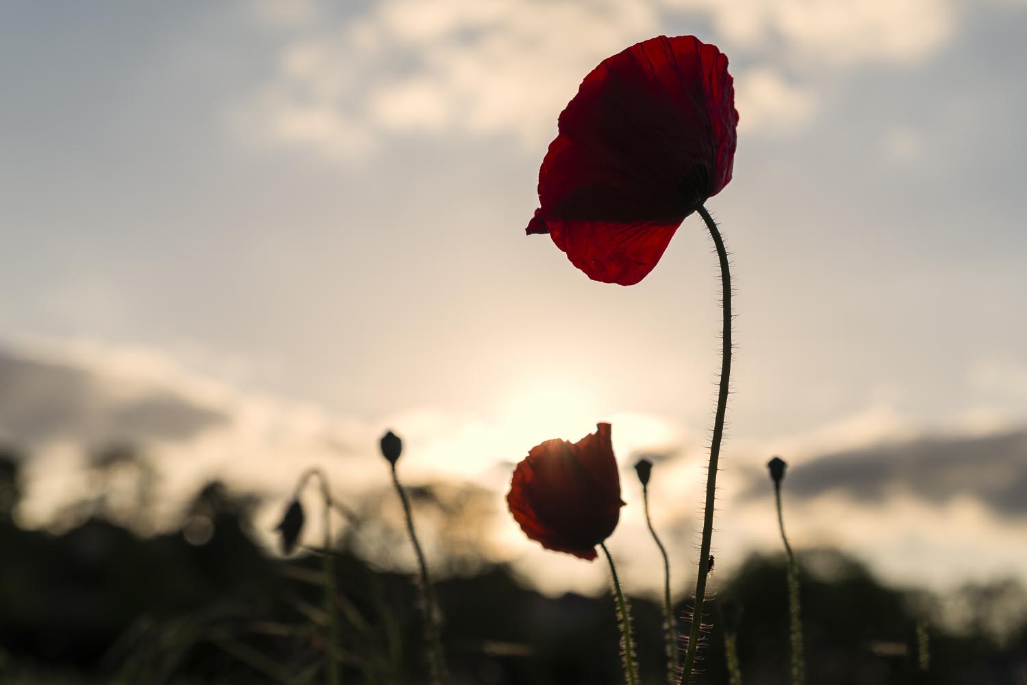 7613 coquelicot fb copie