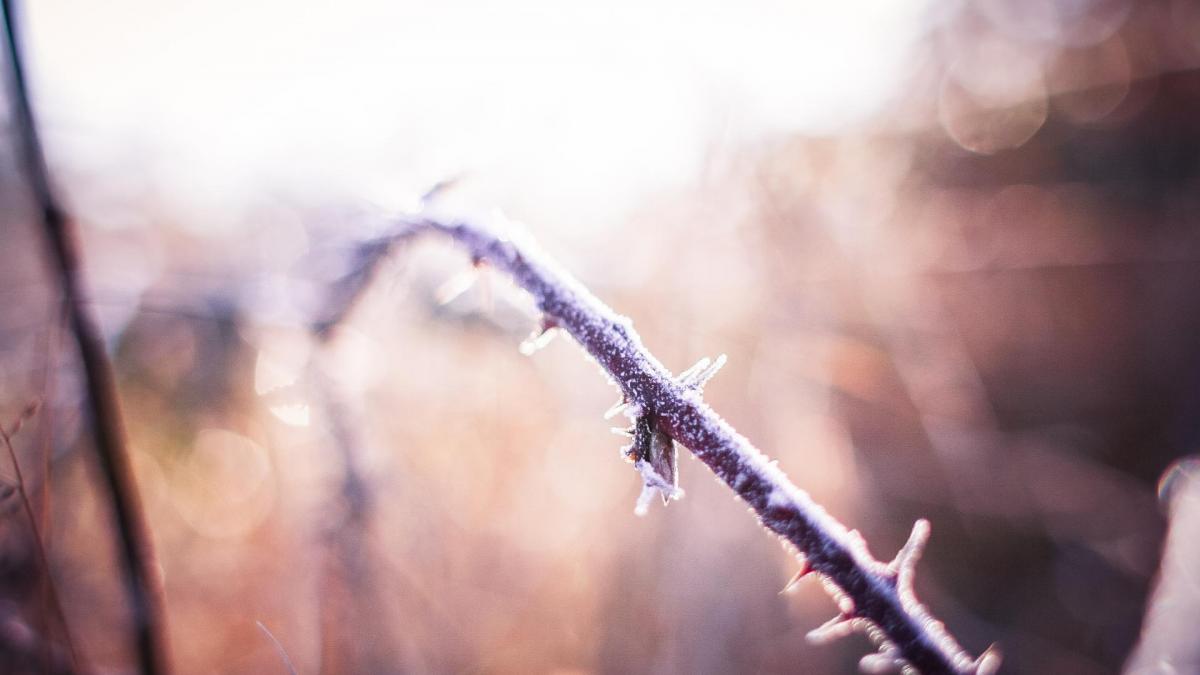 Morning winter hoarfrost on a prickly bush picjumbo com