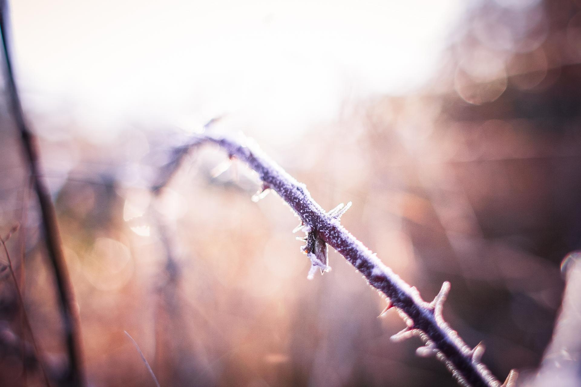 Morning winter hoarfrost on a prickly bush picjumbo com