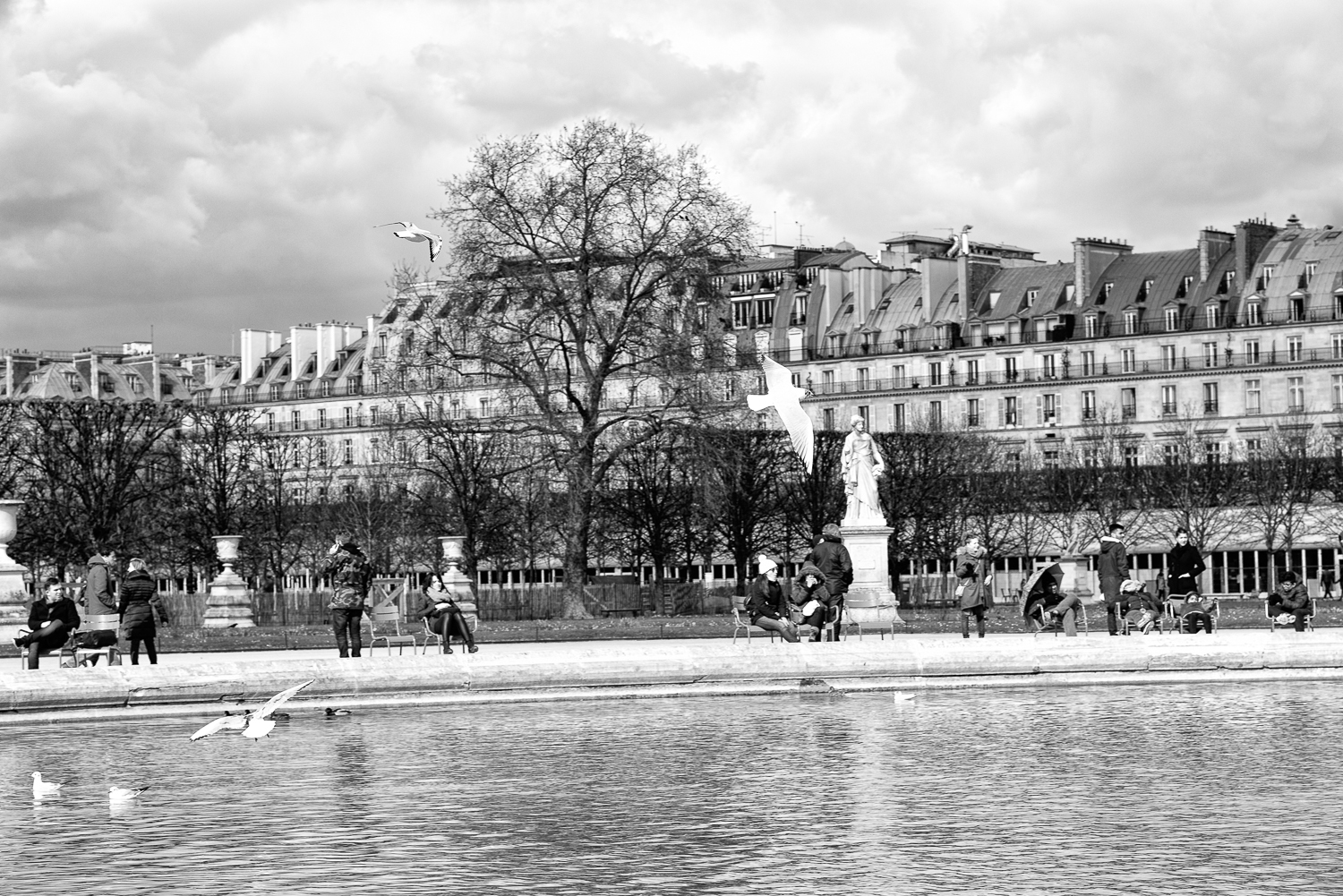 Mouettes bassin