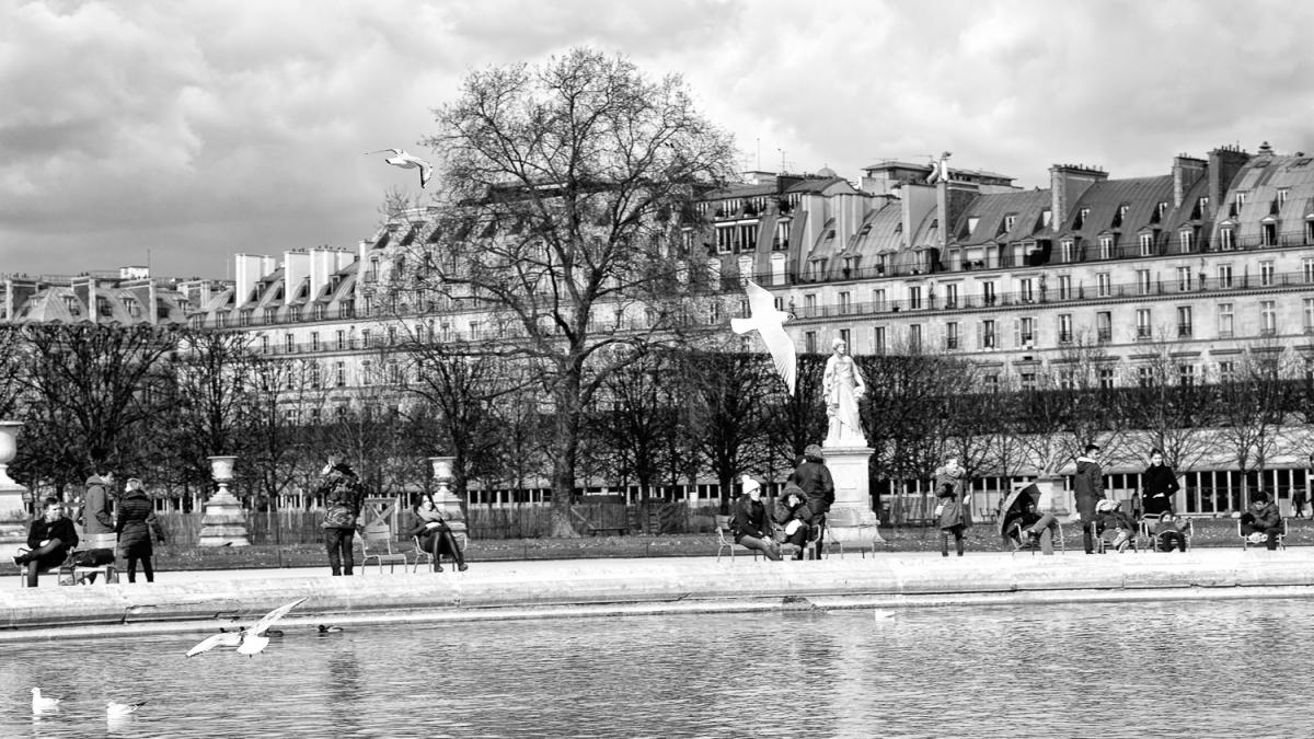 Mouettes dans la ville