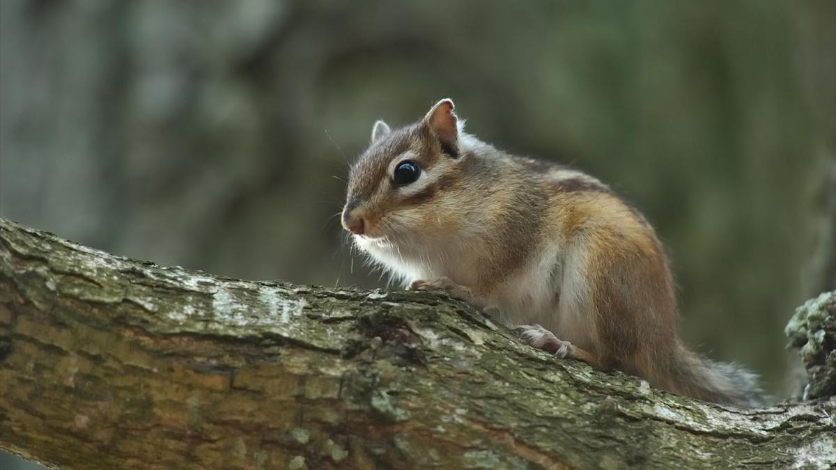 La peur et le coronavirus